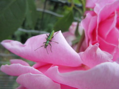 Chrysanthia reitteri