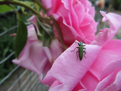 Chrysanthia reitteri