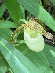Cypripedium