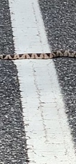 Pituophis melanoleucus