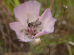 Megachile apicata