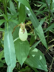Cypripedium
