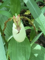 Cypripedium