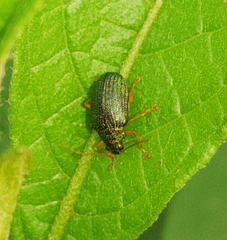 Colaspis lebasi