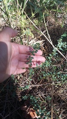 Andrachne telephioides