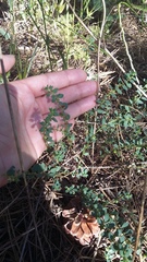 Andrachne telephioides