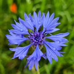 Centaurea cyanus