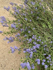 Ceanothus parvifolius