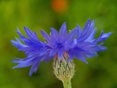 Centaurea cyanus