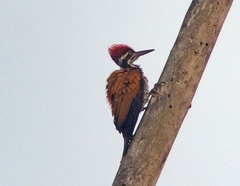 Chrysocolaptes guttacristatus