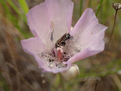 Megachile apicata