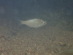Kuhlia marginata
