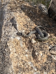 Macroprotodon brevis