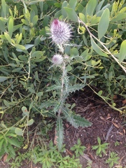 Cirsium occidentale occidentale