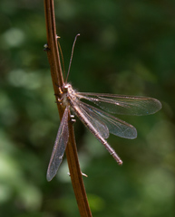 Ascaloptynx appendiculata