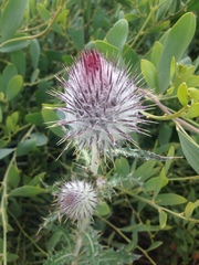 Cirsium occidentale occidentale