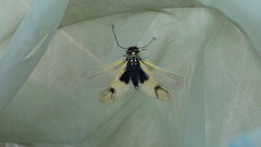 Libelloides longicornis