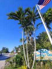 Ptychosperma elegans