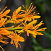Nuytsia floribunda - Photo (c) Jean and Fred Hort, algunos derechos reservados (CC BY-NC)
