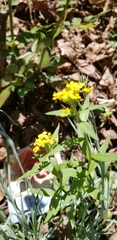 Brassicaceae