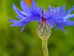 Centaurea cyanus