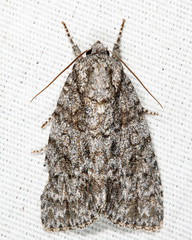 Acronicta hamamelis
