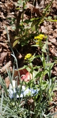Brassicaceae