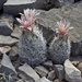 Sneed's Foxtail Cactus - Photo (c) Ad Konings, some rights reserved (CC BY-NC), uploaded by Ad Konings