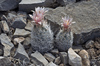 Sneed's Foxtail Cactus - Photo (c) Ad Konings, some rights reserved (CC BY-NC), uploaded by Ad Konings