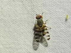 Pseudotephritina