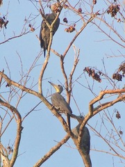 Mulleripicus pulverulentus