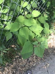 Catalpa speciosa