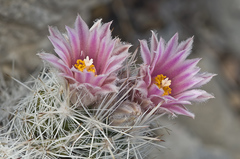 Escobaria sneedii sneedii