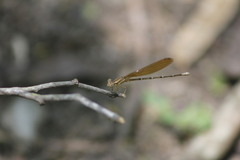 Argia rhoadsi