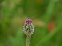 Centaurea cyanus