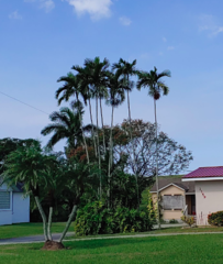 Ptychosperma elegans