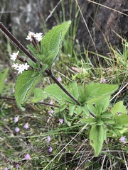 Stevia elatior