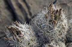 Escobaria sneedii sneedii