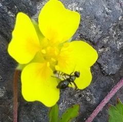 Rivellia syngenesiae