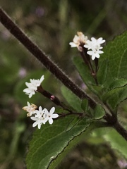 Stevia elatior