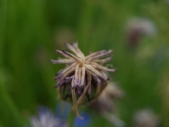 Centaurea cyanus