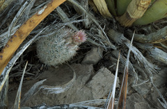 Escobaria sneedii sneedii