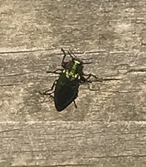 Chrysobothris harrisi