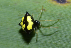 Theridula gonygaster