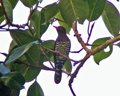 Chrysococcyx xanthorhynchus