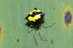 Theridula gonygaster