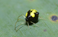 Theridula gonygaster