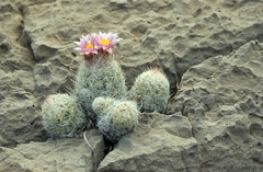 Escobaria sneedii sneedii