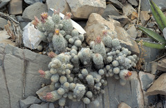 Escobaria sneedii sneedii