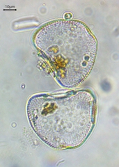 Cosmarium pyramidatum